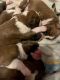 Boxer Puppies for sale in Annville, PA, USA. price: $1,500