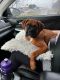 Boxer Puppies for sale in Johnson County, TX, USA. price: NA