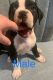 Boxer Puppies for sale in Carteret County, NC, USA. price: NA