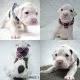Boxer Puppies for sale in Marina Del Rey, CA 90292, USA. price: $800