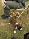 Boxer Puppies for sale in Foley, AL, USA. price: $550