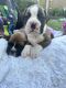 Boxer Puppies for sale in Morehead City, NC, USA. price: NA