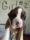 Boxer Puppies for sale in Ellsworth, WI 54011, USA. price: $1,200