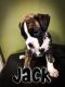 Boxer Puppies for sale in Lexington, MO 64067, USA. price: NA