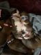 Boxer Puppies for sale in Waterford, PA 16441, USA. price: NA