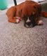 Boxer Puppies for sale in Jacksonville, FL, USA. price: $1,500