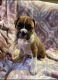 Boxer Puppies for sale in Cleburne, TX, USA. price: $300