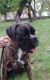 Boxer Puppies for sale in Kansas City, MO, USA. price: $2,500