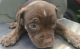 Boxer Puppies for sale in Jacksonville, FL 32209, USA. price: $100