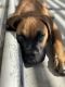 Boxer Puppies for sale in Victorville, CA, USA. price: $200