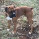 Boxer Puppies for sale in Knoxville, TN, USA. price: NA