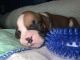 Boxer Puppies for sale in Jupiter, FL, USA. price: NA