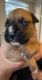 Boxer Puppies for sale in Lehigh Acres, FL, USA. price: $1,200