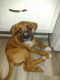 Boxer Puppies for sale in Topeka, KS, USA. price: NA