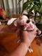 Boxer Puppies for sale in Valle Vista, CA 92544, USA. price: NA