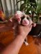 Boxer Puppies for sale in Valle Vista, CA 92544, USA. price: $900