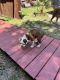 Boxer Puppies for sale in Elgin, SC, USA. price: $500