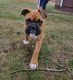 Boxer Puppies for sale in Spokane Valley, WA, USA. price: $200