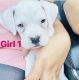 Boxer Puppies for sale in Palmdale, CA 93550, USA. price: $1,000