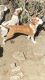 Boxer Puppies for sale in Baltimore, MD, USA. price: NA