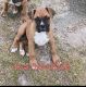 Boxer Puppies for sale in Northbrook, IL 60062, USA. price: NA