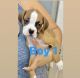 Boxer Puppies for sale in Palmdale, CA 93550, USA. price: NA