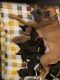 Boxer Puppies for sale in Toano, VA, USA. price: NA