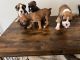 Boxer Puppies for sale in New Bedford, MA, USA. price: NA