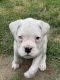 Boxer Puppies for sale in Beaverton, OR, USA. price: NA