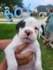 Boxer Puppies for sale in La Porte, TX 77571, USA. price: $350