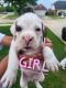 Boxer Puppies for sale in La Porte, TX 77571, USA. price: NA