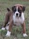 Boxer Puppies for sale in Bedford, NH 03110, USA. price: $549