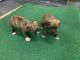 Boxer Puppies for sale in Smoaks, SC 29481, USA. price: NA