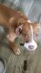 Boxer Puppies for sale in Largo, FL, USA. price: NA