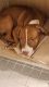 Boxer Puppies for sale in Largo, FL, USA. price: $600