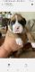Boxer Puppies for sale in Hemet, CA, USA. price: $900