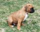 Boxer Puppies for sale in Fort Collins, CO, USA. price: NA