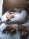Boxer Puppies for sale in Belhaven, NC 27810, USA. price: $800