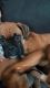Boxer Puppies for sale in Bryan, OH 43506, USA. price: NA