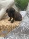 Boxer Puppies for sale in Newark, OH, USA. price: NA