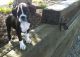 Boxer Puppies for sale in Philippi, WV 26416, USA. price: $500