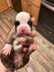 Boxer Puppies for sale in St Augustine, FL 32084, USA. price: $1,800