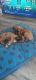 Boxer Puppies for sale in 903 Nassau Ct, New Bern, NC 28560, USA. price: $1,500