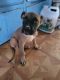 Boxer Puppies for sale in Pueblo, CO, USA. price: $150