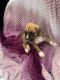 Boxer Puppies for sale in Mercersburg, PA 17236, USA. price: $800