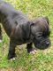 Boxer Puppies for sale in Forest City, NC 28043, USA. price: $800