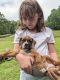Boxer Puppies for sale in Forest City, NC 28043, USA. price: $700