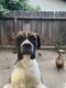 Boxer Puppies for sale in 3119 W Richert Ave, Fresno, CA 93722, USA. price: NA