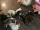 Boxer Puppies for sale in Lewisburg, WV 24901, USA. price: NA