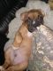 Boxer Puppies for sale in 903 Nassau Ct, New Bern, NC 28560, USA. price: $1,000